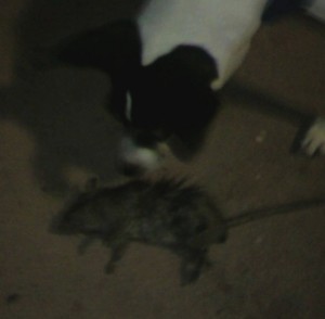 rat terrier kills a rat